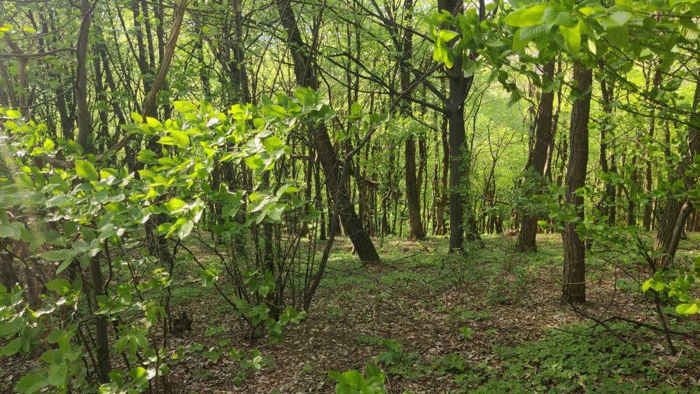 Teren de vanzare (1,7 €/mp) in Suici, Arges