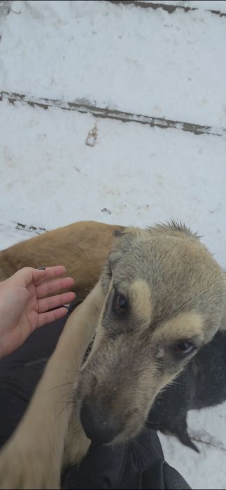 Щенки в добрые руки