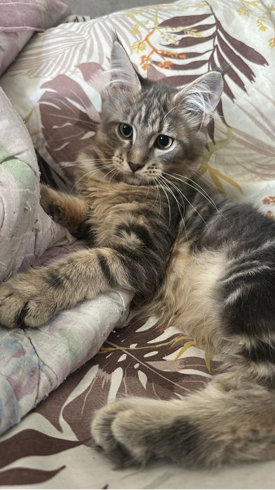 Котята Мейнкуны девочки!