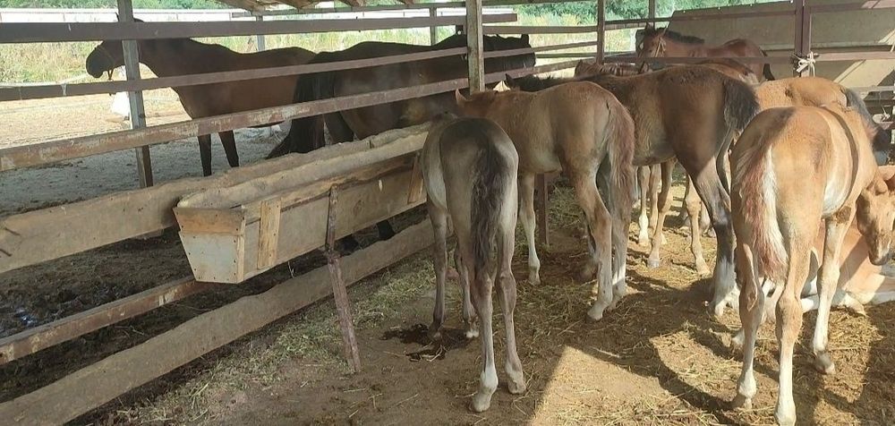 Кымыз, шубат, саумалы