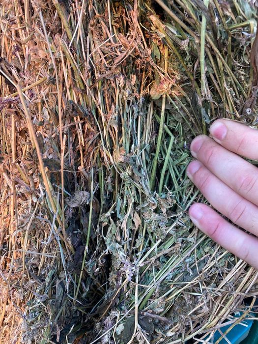 Baloti Lucerna Calitatea 1