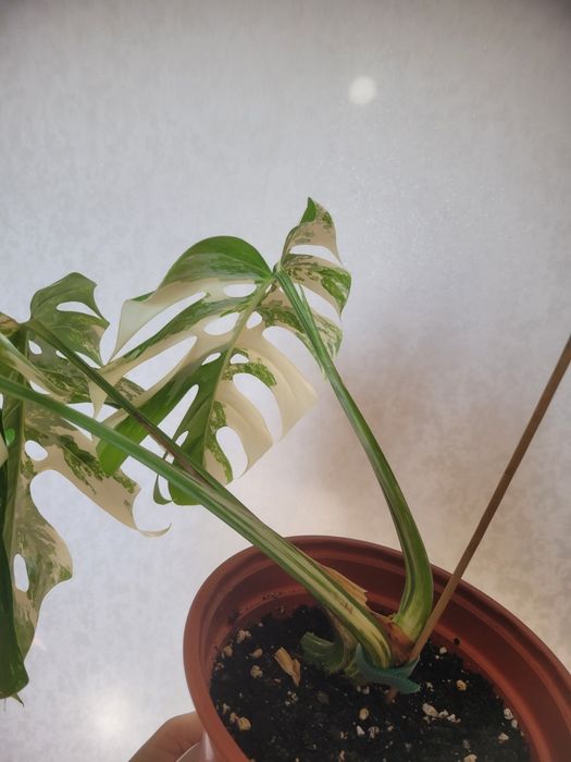 Монстера альба вариегантная