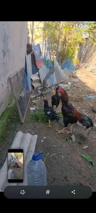 Дакан тухум сотилади зотига жавоб