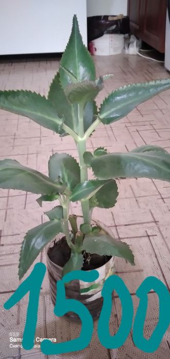 Продам цветок лекарственный каланхоэ