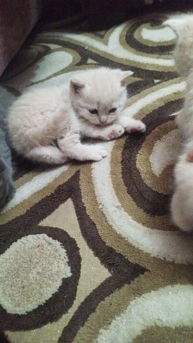 Britanskiy va fuld bolasi