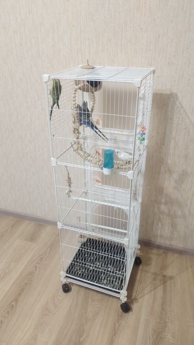 Волнистые попугаи