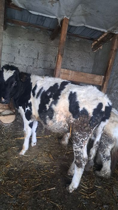 De vânzare  vitea de 5 6 luni se vinde  și tăiat cat si in viu