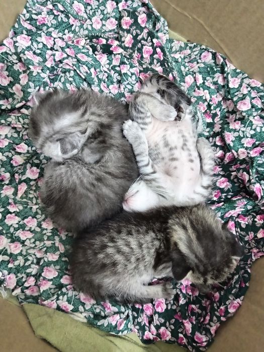 Мышыктың балапандары бар