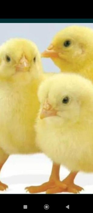 Цыплята бройлер оптом и в розницу