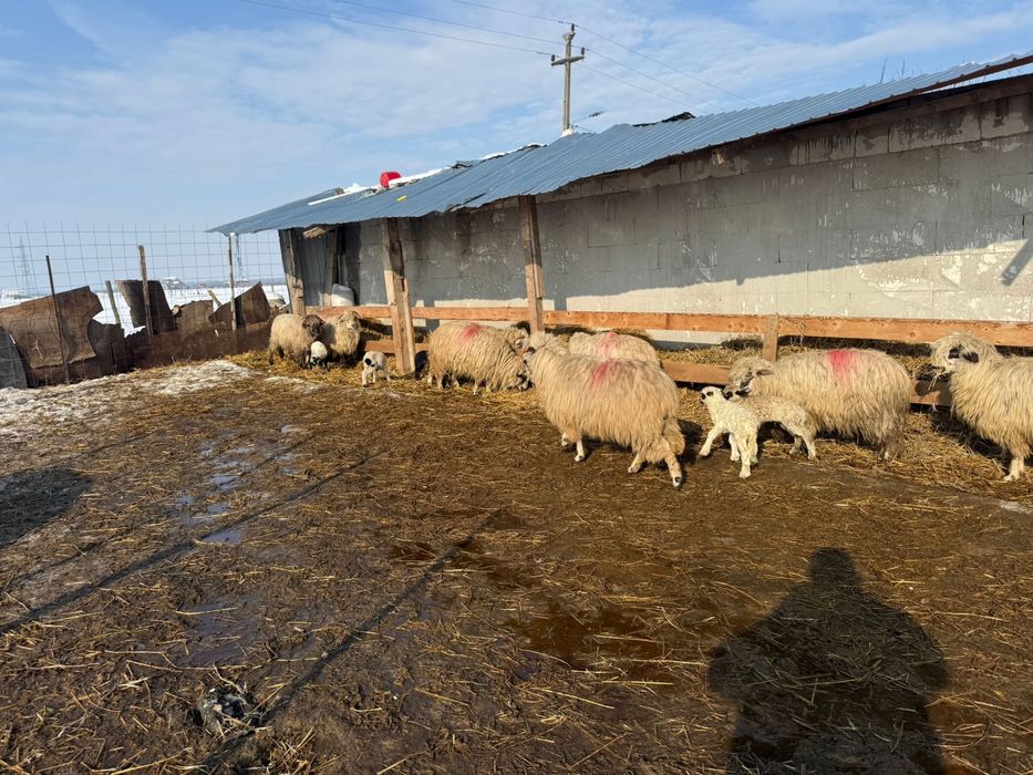 Ou cu mieluțe de vanzare!