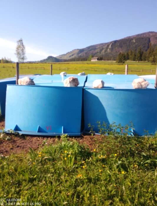 Bazine Polipropilena