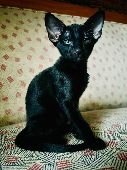 Ориентальные котята