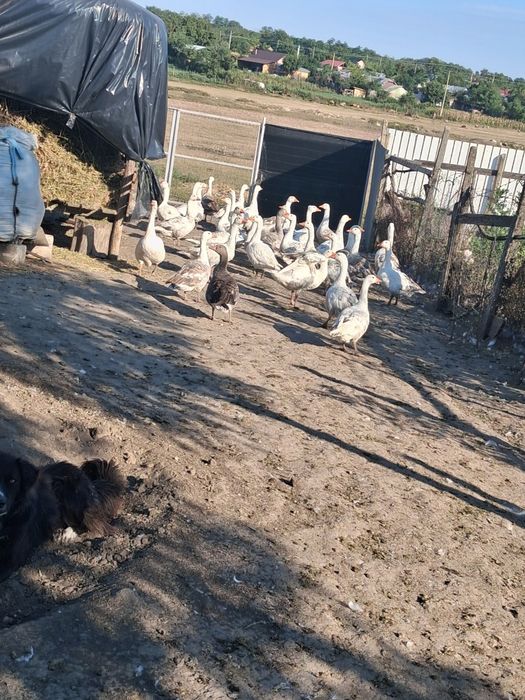 Vând Gâște si Rațe Mute