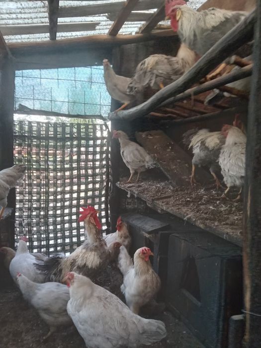 Gain si cocos italiene