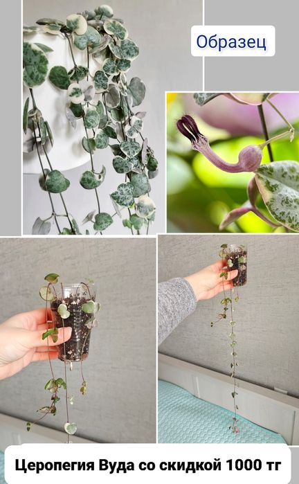 Эпипремнум комнатные цветы