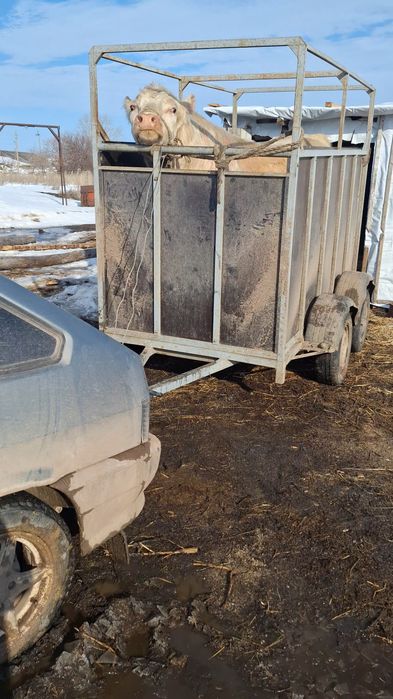 Продам коневоз на 2головы