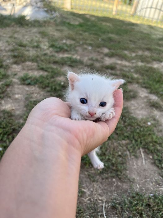 4  Малки, Бели КОТЕНЦА!
