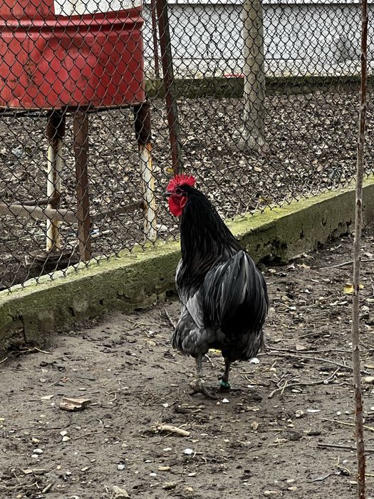 Cocos australorp albastru