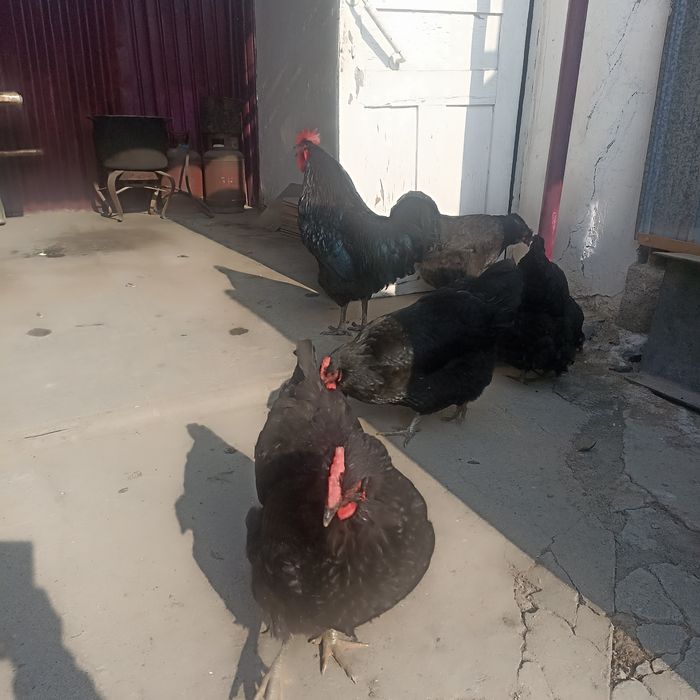 Яйца Джерсийского Гиганта