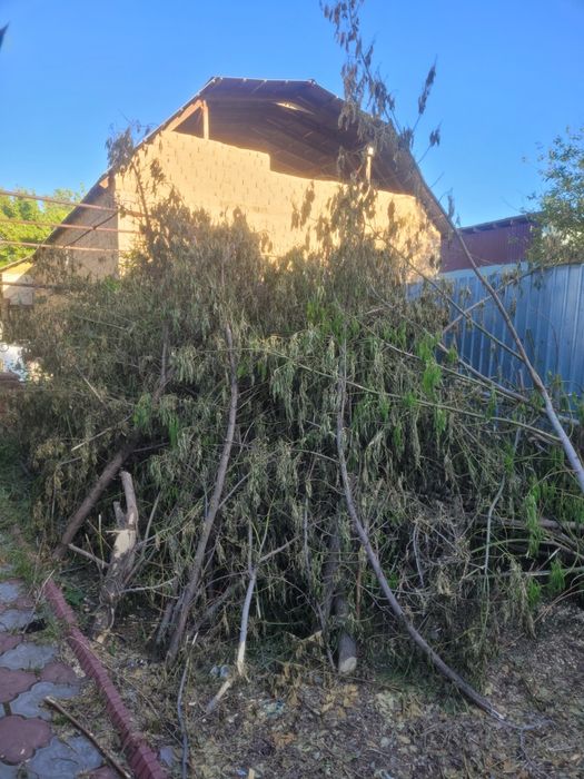 Дрова бесплатно.