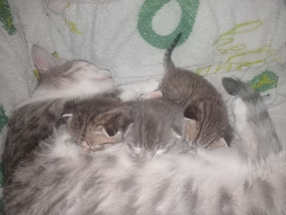 Породистые котята, бронь