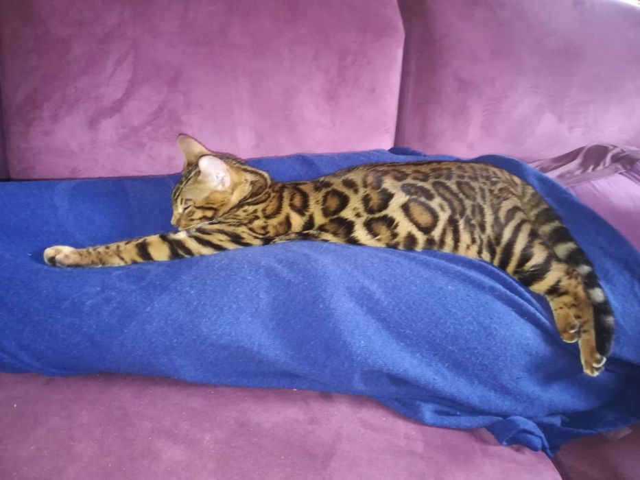 Бенгальский кот на вязку