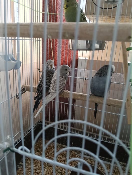 Dau perusi. Vârsta 1 luna !  București!