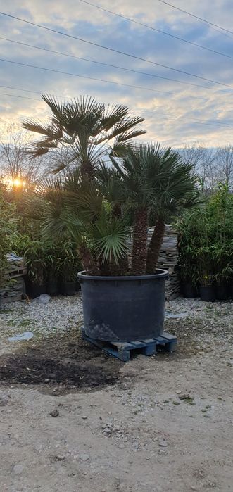 Palmieri Trachycarpus rezistenți la îngheț