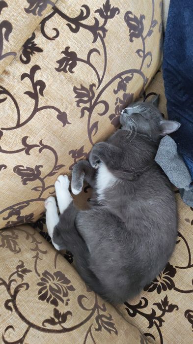 Отдам в добрые руки кошку