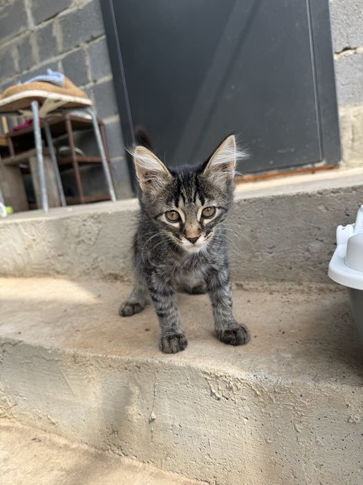 Котенок бесплатно (мальчик)