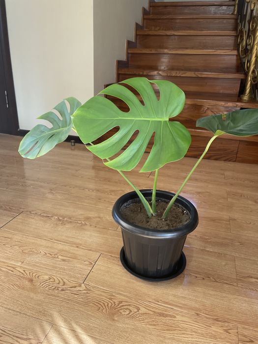 Монстера - комнатное растение