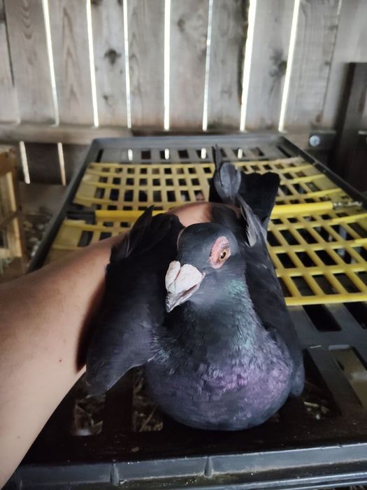 Voiajori știl vechi