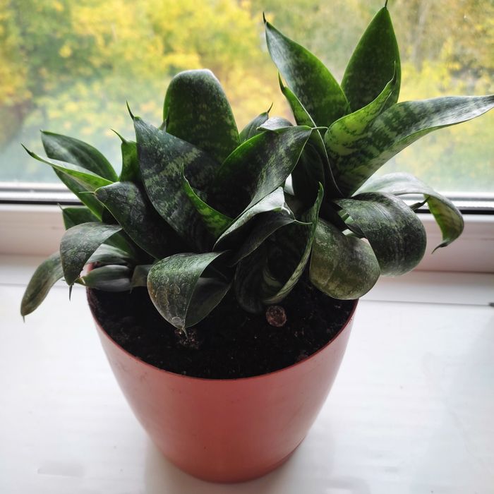 Цветок сансиверия.