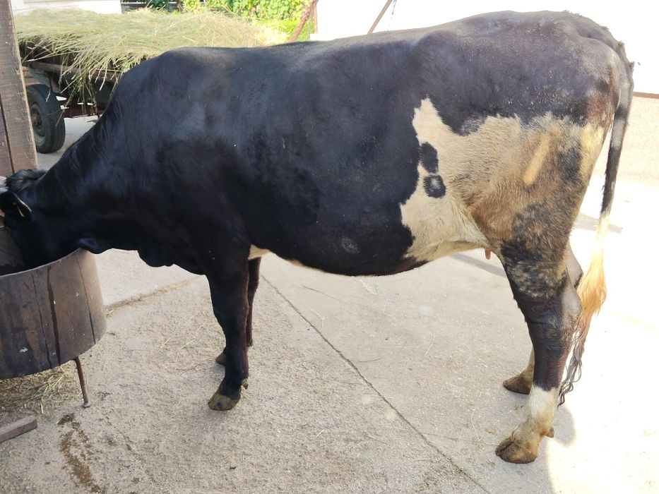 Vaca gestanta intretinuta