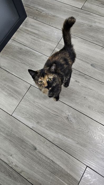 Котенок девочка в добрые руки