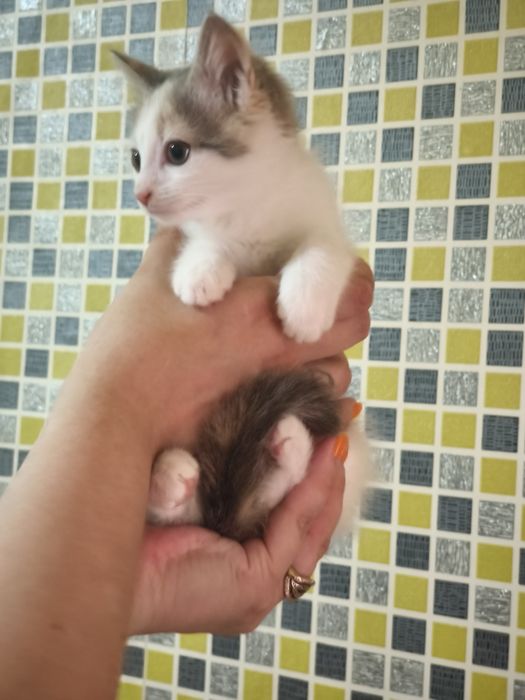 Котенок девочка в добрые руки