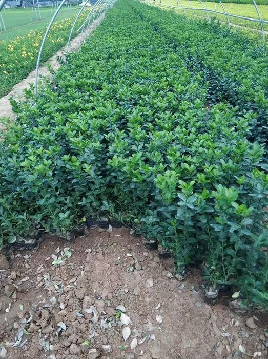 Бересклет сотилади