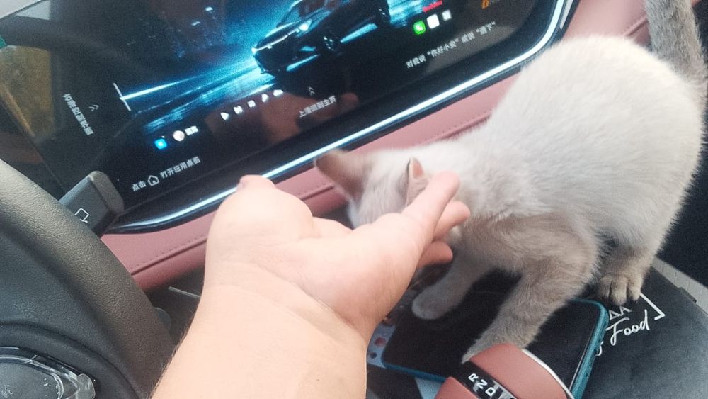 Котенок ищет дом