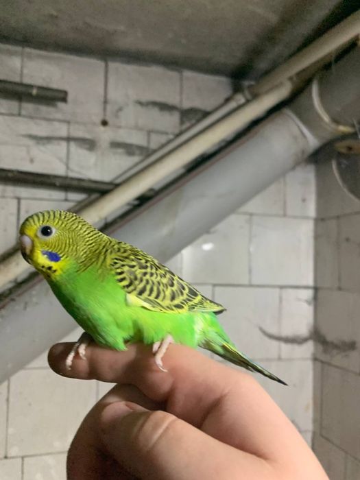 To'ti qushlar sotiladi