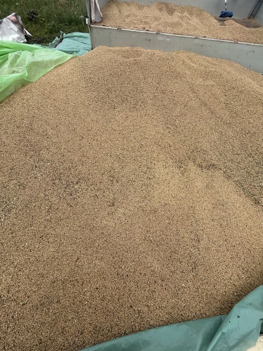 Vand grâu, pret 0,60 lei pe kilogram