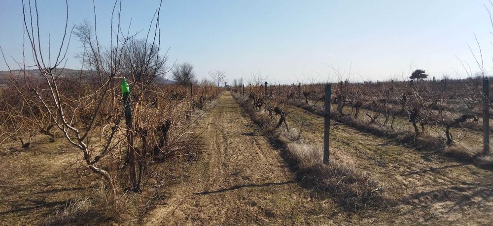 Продава се Земеделски имот в с. Цалапица, Област Пловдив -  кв.м за 3060 €/дка - Снимка #1