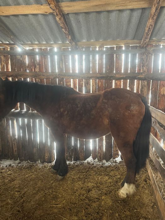 Продается Бие на откорме