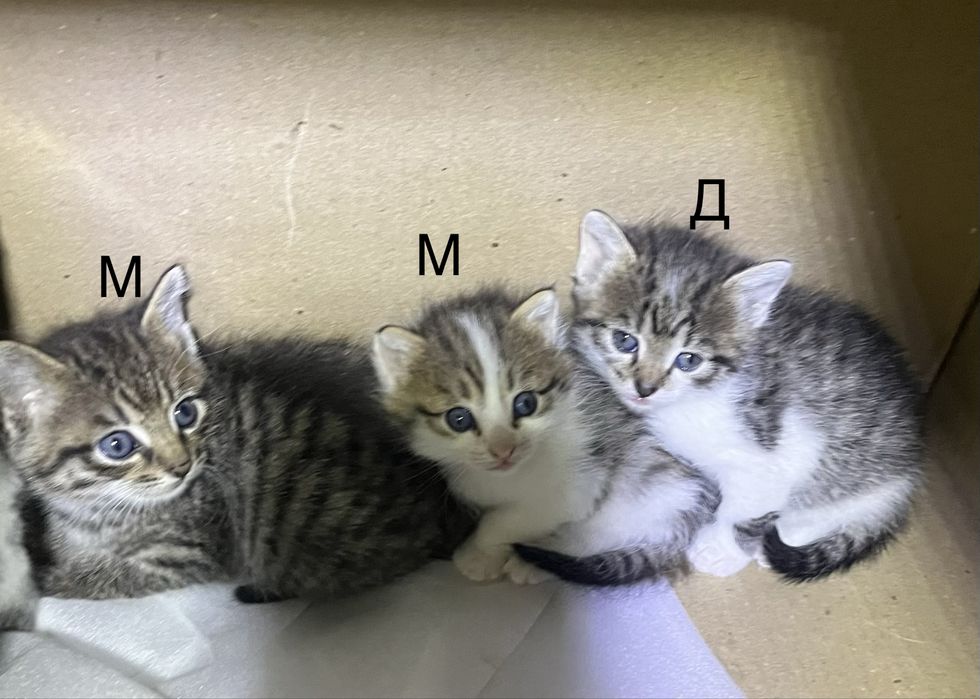 Котята бесплатно