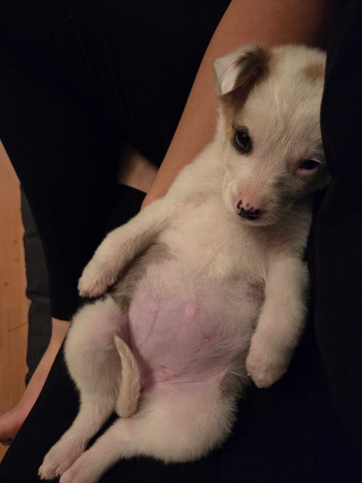 Щенки в добрые руки