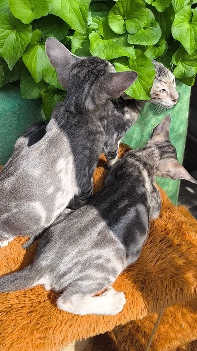 Голубенькие ориентальные котята