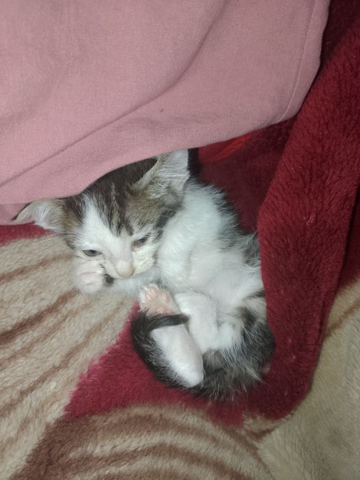 Отдам котёнка в добрые руки
