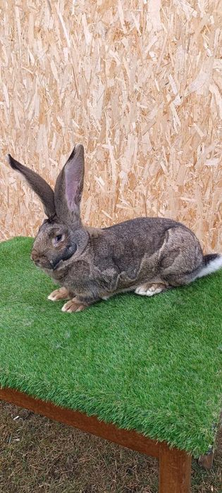 Femela UVG Uriaș german gri