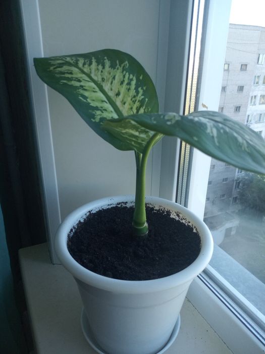 Продам цветок диффибабин