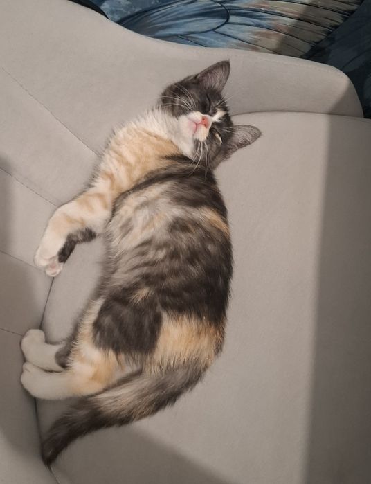 Котенок в добрые руки