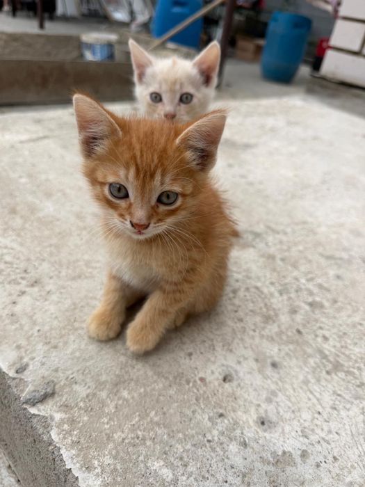 Котята ищут дом
